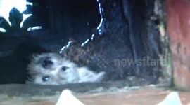 Firefighters rescue a dog trapped in a well
