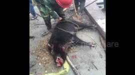 Chinese special forces shoot loose wild boar dead