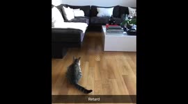 My cat walk!