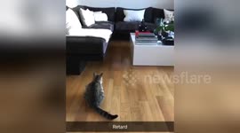 Newsflare Edit - My cat walk!