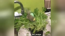 Newsflare Edit - Birds having a bath in the parsley