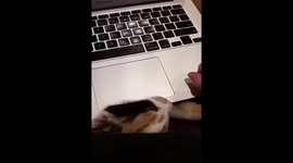 Kitten Plays Hide and Seek