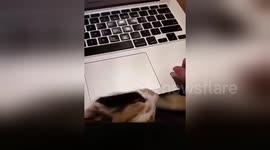Kitten plays hide-and-seek under owner's laptop