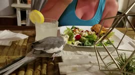 Cockatiel eats a salad