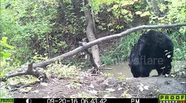 Majestic Black Bear 20Sept2016