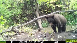 Bear changes the camera's angle 21Sept2016