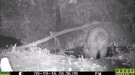 two black bears visit the pond at night 19Sept2016