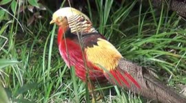 'Donald Trump's lookalike' bird becomes online sensation in China