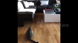 My cat walk!