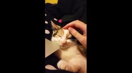 Kitten Scares Herself
