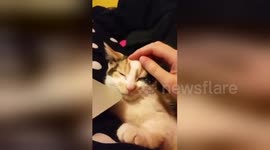 Newsflare Edit - Kitten Scares Herself
