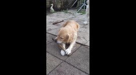 Funny dog chews on stick & spits bits out pulling funny face