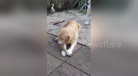 Newsflare Edit - Funny dog chews on stick & spits bits out pulling funny face