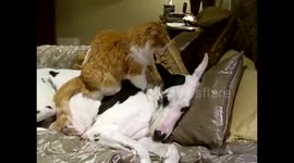 Amazing Cat massages beautiful Great Dane