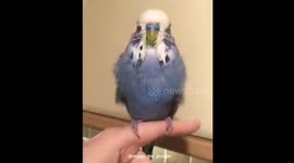 Bird shaking his feathers after a bath