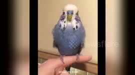 Newsflare Edit - Bird shaking his feathers after a bath