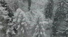 Snow covered forest in Pisa, Italy