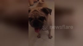 Newsflare Edit - Barking Pug Slow Motion