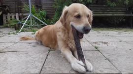 Hilarious dog with stick You must see her face