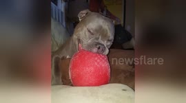 Newsflare Edit - Puppy Pacifier