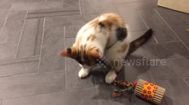 Cat Gets Entangled