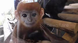 Newborn François' langur monkeys at Twycross zoo