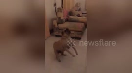 Newsflare Edit - Adroable pug in slow motion