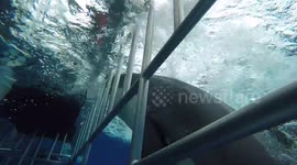 Juvenile great white shark 'rams' diving cage