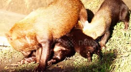Five hungry bush dog puppies try to feed from mother at the same time