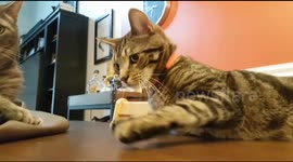Curious cat falls off table
