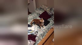 Newsflare Edit - Cat chasing flies!!!