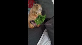 Apollo my prairie dog.7mths old.