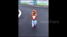 Poodle dressed up like a schoolboy walks like a human