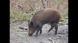 Wild boar in the Forest of Dean
