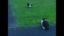 4 MAGPIES VS CAT AND MOUSE