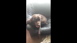Fudge The Chocolate Labrador Dog Talks!