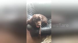 Newsflare Edit - Fudge The Chocolate Labrador Dog Talks!