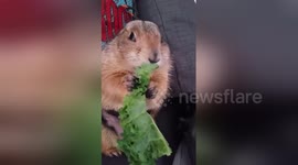 Adorable pet prairie dog eats kale