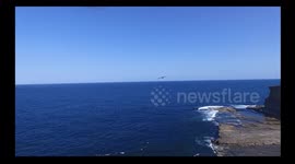 Drone Footage Chasing Pelicans Flying in the air!