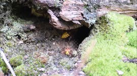 European Hornet nest close up
