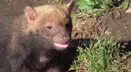 A 'vegetarian' bush dog puppy at Twycross zoo