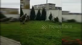 Wild boar on the street from Baia Mare, Romania