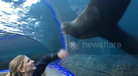 Woman plays with sea lion at St Louis zoo