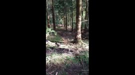 Dog Tree Fail