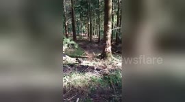 Dog fails to jump over fallen tree