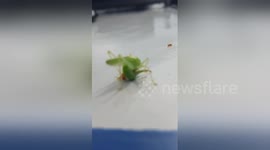 Footage of a cricket laying eggs