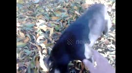 lost dog part 2