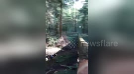 Newsflare Edit - Dog fails to jump over fallen tree