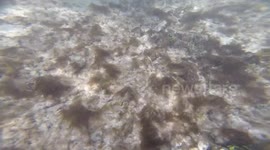 Snorkeler spots dangerous baby sea snake underwater