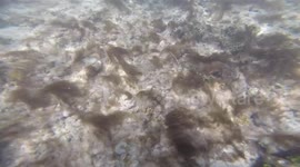 Newsflare Edit - Snorkeler spots dangerous baby sea snake underwater